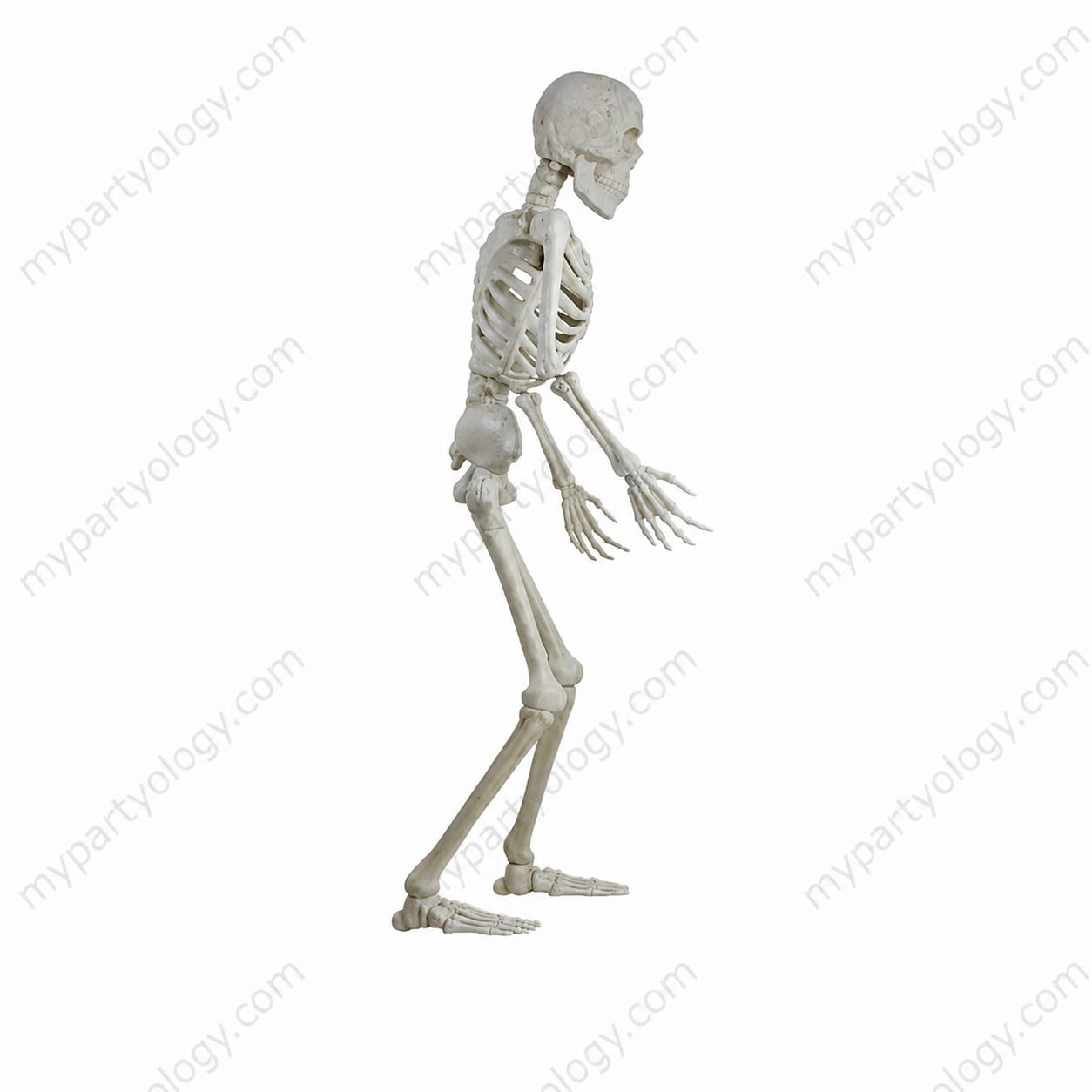Plastic 3ft High Quality Skeleton - Image 4