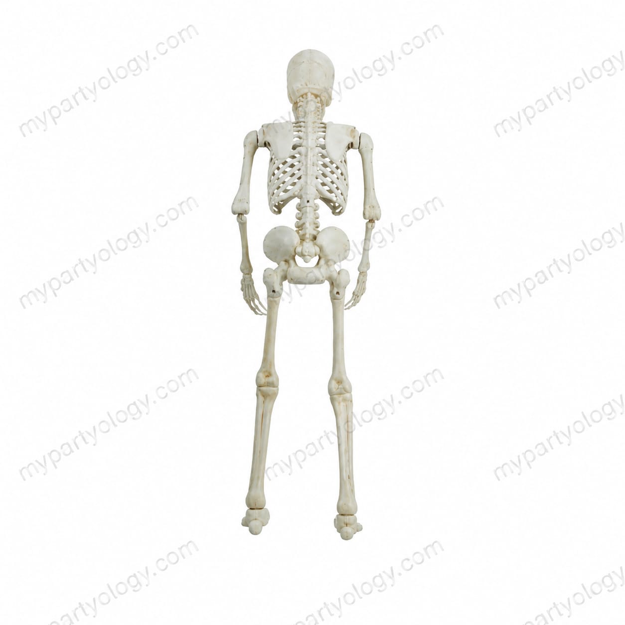 Plastic 3ft High Quality Skeleton - Image 2