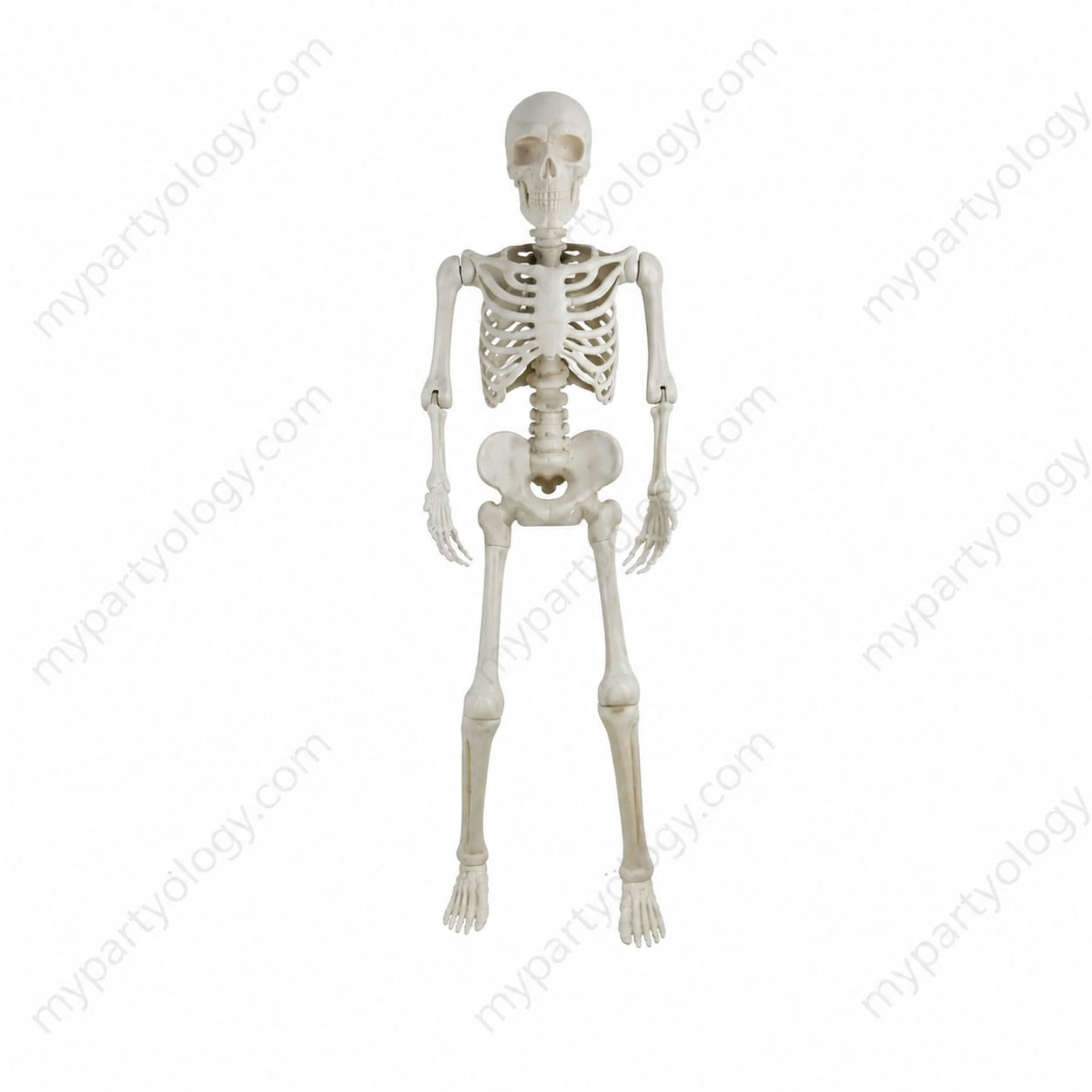 Plastic 3ft High Quality Skeleton - Image 5