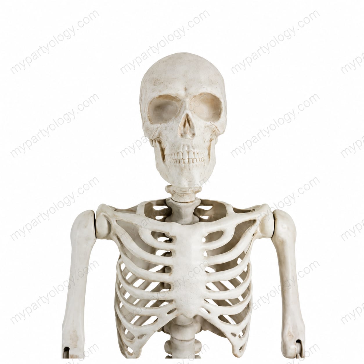 Plastic 3ft High Quality Skeleton - Image 3